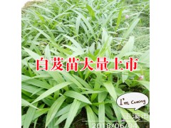 白芨種苗多少錢一公斤| 白芨多少錢一苗?圖3