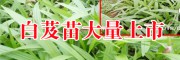 白芨一畝多少苗- 白芨種苗多少錢(qián)