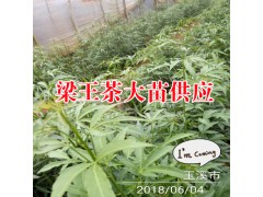 梁王茶有哪些藥用價(jià)值?_梁王茶種子種殖?圖2