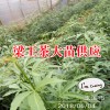 云南有梁王茶樹苗嗎?_梁王茶苗生產(chǎn)廠家[免費技術(shù)指導]