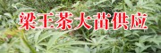 云南有梁王茶樹(shù)苗嗎?_梁王茶苗生產(chǎn)廠家[免費(fèi)技術(shù)指導(dǎo)]