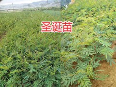 昆明柏樹苗：藏柏苗-灑金柏苗批發(fā)/圣誕樹苗、水冬瓜苗供應(yīng)圖3