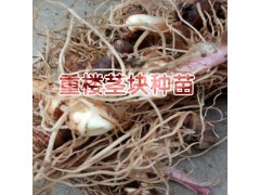 重樓是什么?什么時(shí)候種植重樓比較適合圖2