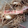 重樓根莖種植技術(shù)方法與事項(xiàng)？