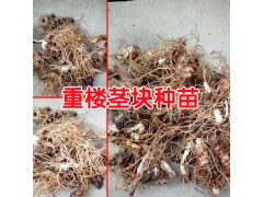 重樓根莖種植技術(shù)方法與事項(xiàng)？圖2