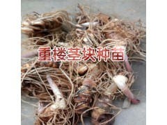 重樓根莖種植技術(shù)方法與事項(xiàng)？圖3