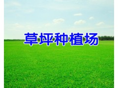 安寧哪有草坪銷售*混播草坪什么時(shí)候種-云南冬季混播草坪圖2