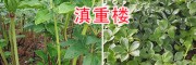 滇重樓行情趨勢(shì)如何？重樓苗種植條件-供應(yīng)云南重樓苗