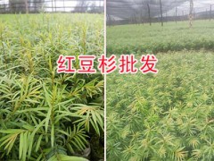 云南藥用紅豆杉苗產(chǎn)地：騰沖紅豆杉苗木圖2