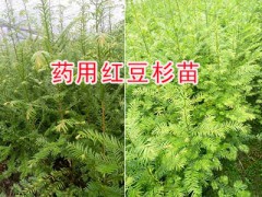 云南藥用紅豆杉苗產(chǎn)地：騰沖紅豆杉苗木圖3