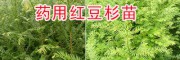 云南哪里紅豆杉苗好？騰沖紅豆杉優(yōu)質(zhì)苗—