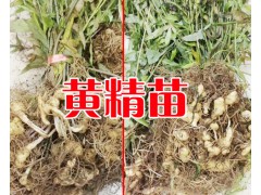 滇黃精苗價(jià)格|_黃精苗的價(jià)格圖2