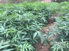 龍陵縣哪里有青花椒&花椒苗銷售-13887043679圖2