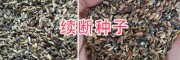 哪有續(xù)斷種子賣？續(xù)斷種子育苗方法_大理續(xù)斷種子銷售