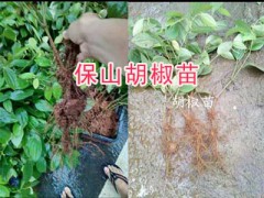 產(chǎn)地胡椒銷售：保山隆陽區(qū)胡椒種植批發(fā)圖2