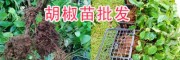 紅胡椒、綠胡椒的區(qū)別/云南黑胡椒苗、白胡椒苗