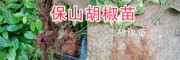 云南胡椒批發(fā)：保山胡椒種植銷售、供應(yīng)胡椒種苗