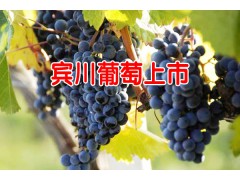 云南大理賓川葡萄[早熟青提葡萄]_7月——10月開(kāi)始上市圖3