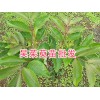 吳茱萸種植方法簡述，用好苗今年種明年掛果