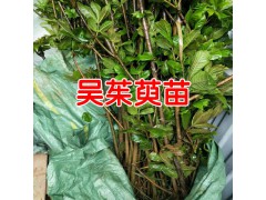 一棵吳茱萸能結(jié)多少果?_云南哪里有吳茱萸苗圖2