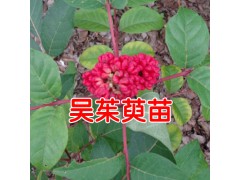 吳茱萸苗價(jià)格_吳茱萸樹苗*吳茱萸種苗* 云南吳茱萸苗圖2