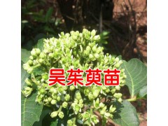 吳茱萸苗價(jià)格_吳茱萸樹苗*吳茱萸種苗* 云南吳茱萸苗圖3