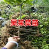 吳茱萸苗哪里有?_吳茱萸苗哪里有售[免費(fèi)種植指導(dǎo)]