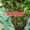 吳茱萸苗多少錢一棵(株)?吳茱萸苗畝產(chǎn)多少?