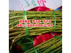 李子樹怎么栽培_李子怎樣種植客服圖2