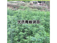 一畝花椒栽多少棵苗好？圖2