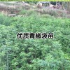 花椒樹苗的市場價格是多少