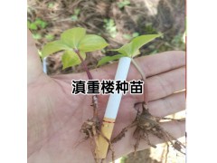 滇重樓苗價格- 滇重樓苗市場價格圖1