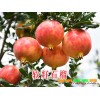 哪家軟籽石榴樹苗認(rèn)證過#認(rèn)定為林木良品的軟籽石榴樹苗