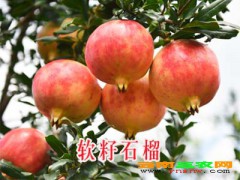 認(rèn)定為林木良品的軟籽石榴樹苗#云南軟籽石榴幾年掛果？圖2