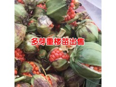 云南產(chǎn)地重樓種苗上市_ 15877812999圖2