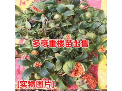 云南產(chǎn)地重樓種苗上市_ 15877812999圖3