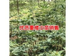 2018重樓種植一畝成本價_云南重樓種苗批發(fā)價格圖3