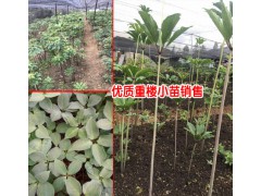 云南重樓種植畝產多少種子?圖2