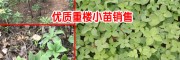 云南重樓每畝能產(chǎn)重樓多少公斤?