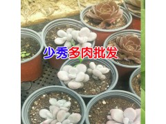 多肉植物基地 陽臺多肉養(yǎng)殖 多肉植物養(yǎng)殖方法圖3