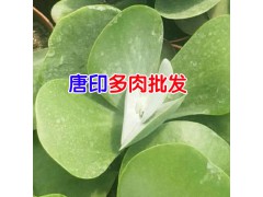 多肉植物適宜的溫度是多少?_昆明榮華多肉批發(fā)圖3