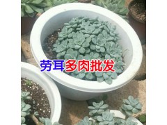 多肉葉子變軟的原因_昆明多肉植物批發(fā)市場圖2