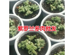 [昆明多肉植物批發(fā)市場(chǎng)]客服是多少?圖2