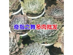 [昆明多肉植物批發(fā)市場(chǎng)]客服是多少?圖3