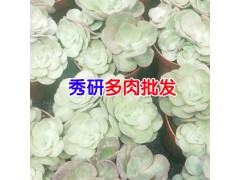 可愛玫瑰多肉植物多少錢?_昆明多肉植物種植批發(fā)基地圖3