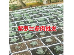 云南多肉植物怎么養(yǎng)?云南多肉植物基地批發(fā)圖3