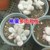 云南多肉植物基地批發(fā)_ 云南肉嘟嘟生產(chǎn)廠家技術(shù)資料大全