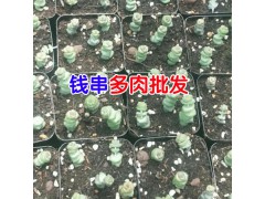 云南多肉植物基地批發(fā)_ 云南肉嘟嘟生產(chǎn)廠(chǎng)家技術(shù)資料大全圖3