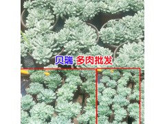 云南多肉植物怎么養(yǎng)?圖3