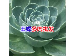 多肉植物有那些品種_多肉植物圖片_云南多肉植物哪里多?圖2